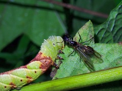 Psilogramma
