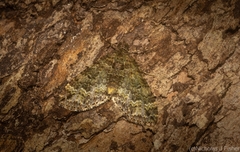 Crasilogia gressitti