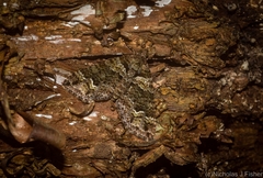 Crasilogia gressitti