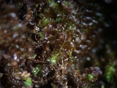 Gymnocolea inflata