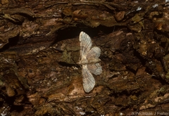 Gymnoscelis derogata