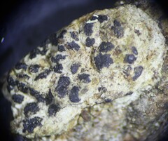 Arthonia radiata