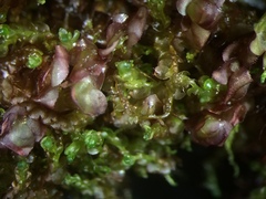 Gymnocolea inflata