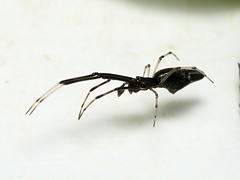 Argyrodes alannae