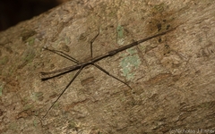 Candovia granulosa