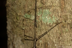 Candovia granulosa