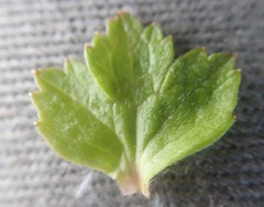 Anemonastrum richardsonii