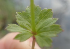 Anemonastrum richardsonii