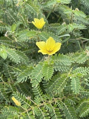 Tribulus cistoides