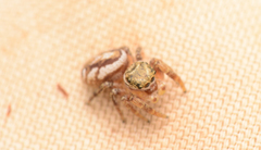 Pelegrina pervaga