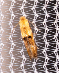 Bucculatrix coronatella