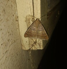Ophisma