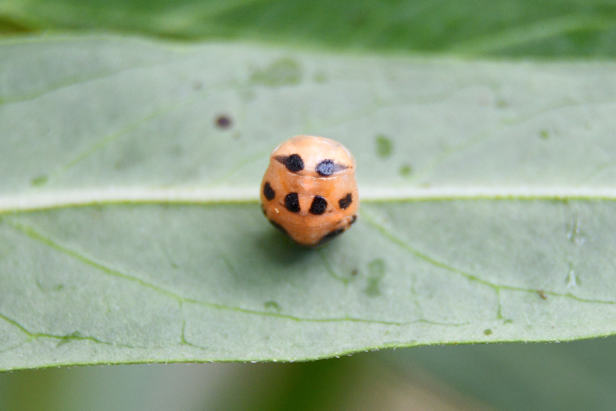 Coccinellidae