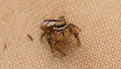 Pelegrina pervaga