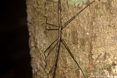 Candovia granulosa