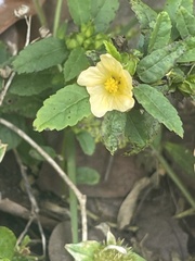 Sida ulmifolia