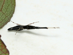 Argyrodes alannae