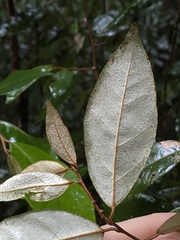 Elaeagnus triflora