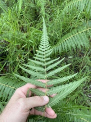 Pteridium esculentum