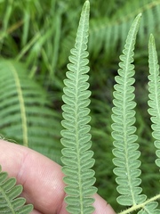 Pteridium esculentum