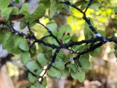 Nothofagus