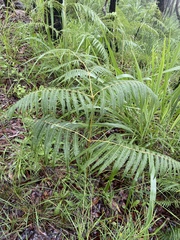 Pteridium esculentum