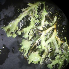 Heterodermia echinata