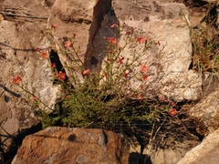 Jamesbrittenia aurantiaca