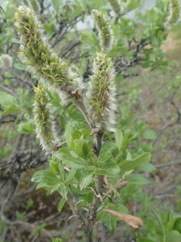 Richardson's willow