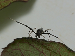 Argyrodes alannae