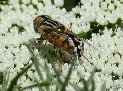 Eristalinus punctulatus