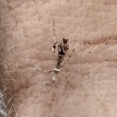 Stenolemus fraterculus