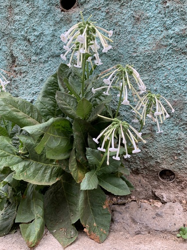 Nicotiana sylvestris iNat (2)