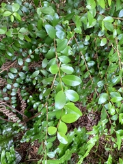 Metrosideros fulgens