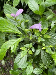 Strobilanthes cusia