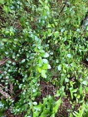 Metrosideros fulgens