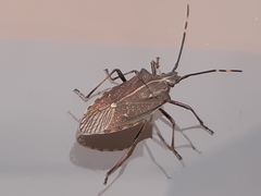 Omyta centrolineata