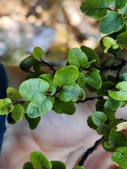 Nothofagus