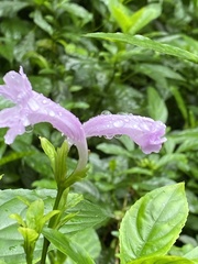 Strobilanthes cusia