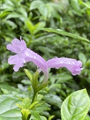 Strobilanthes cusia