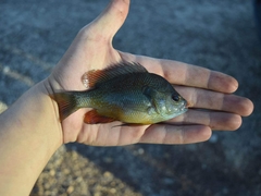 Lepomis aquilensis