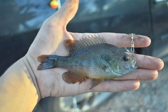 Lepomis aquilensis