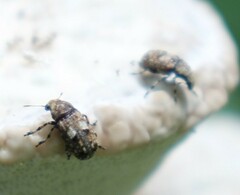 Euparius marmoreus
