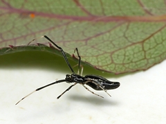 Argyrodes alannae