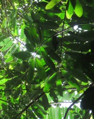 Virola multiflora