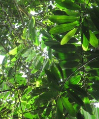 Virola multiflora