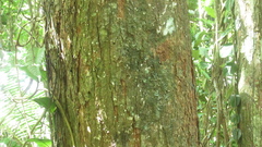 Virola multiflora