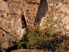 Jamesbrittenia aurantiaca