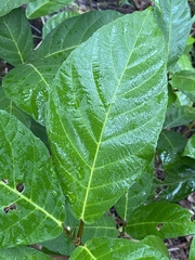 Ficus congesta