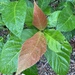 Ficus congesta - Photo (c) ryanthughes, algunos derechos reservados (CC BY-NC)